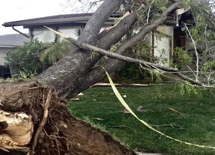 Storm-downed tree beside a house near Woodstock, GA